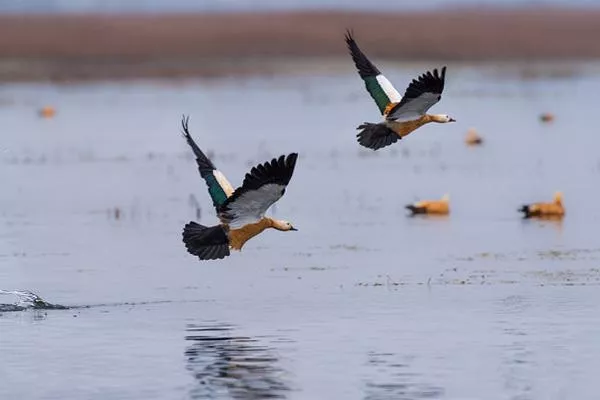 2021威寧草海觀(guān)鳥(niǎo)的最佳時(shí)間位置