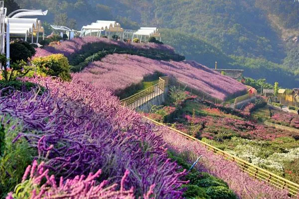 新津花舞人間<a href='http://www.okeytime.com/' target=_blank>旅游攻略</a> 附門票價(jià)格及交通指南